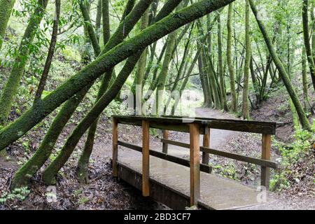 Creek-Crossing Footbridge in Lush Bay Laurel Forest Canyon