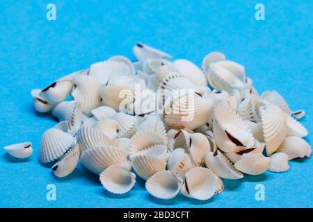 a pile of seashells on blue background Stock Photo