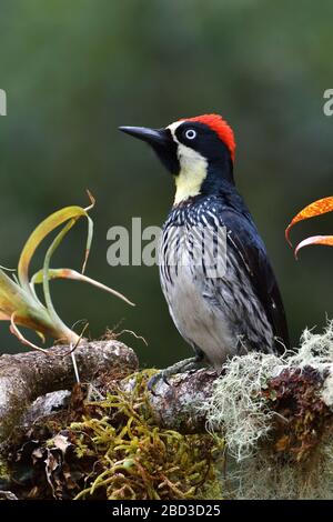 Acorn Woodpecker in Costa Rica cloud forest Stock Photo