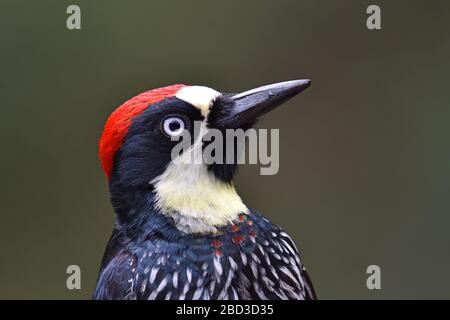 Acorn Woodpecker in Costa Rica cloud forest Stock Photo
