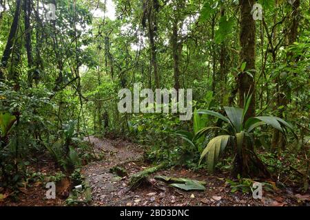 Old growth forest in Costa Rica Stock Photo