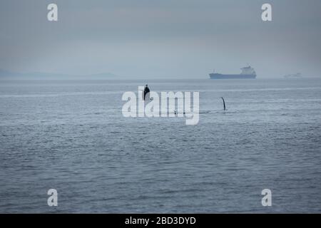 Breaching Orca and orca pod sharing the ocean with human interaction. Stock Photo