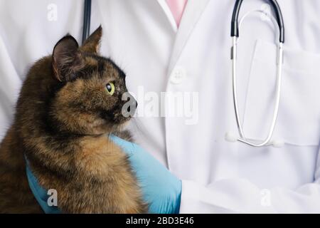 Veterinarian in blue latex gloves holding tricolor cat in clinic Stock Photo