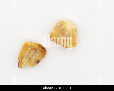 April 2020, Close Up Of Isolated Sweet Corn Seeds (Zea Mays), London, England. Stock Photo
