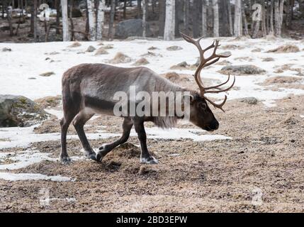 Reindeer walking across a forest in Winter in Sweden Stock Photo