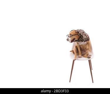 Red staffordshire terrier sitting in chair wearing scarf looking left Stock Photo