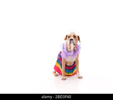 Dog sitting on white wearing rainbow tutu feather boa and crown Stock Photo