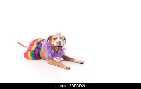 Red pit bull laying down wearing tutu feathers and tiara on white Stock Photo