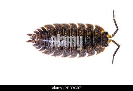 Common shiny woodlouse (Oniscus asellus), a common garden arthropod minibeast. Close-up, cut out with white background. Surrey, England Stock Photo