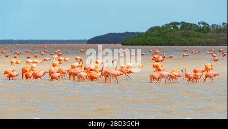 A large flock of American Flamingo (Phoenicopterus ruber) with mangrove forest, Celestun Biosphere Reserve, Yucatan Peninsula, Mexico. Stock Photo