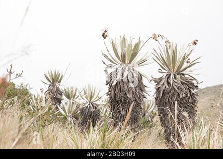 Chingaza National Natural Park, Colombia. Native vegetation, paramo ecosystem: frailejon, espeletia grandiflora Stock Photo