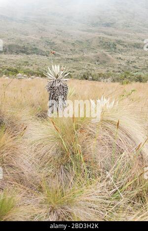 Chingaza National Natural Park, Colombia. Native vegetation, paramo ecosystem: frailejones, espeletia grandiflora Stock Photo