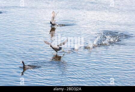 A flock of water fowl run across the water as they come to an aquatic landing Stock Photo