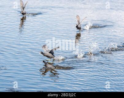 A flock of water fowl run across the water as they come to an aquatic landing Stock Photo