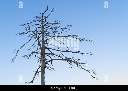 A silhouette of a tree that dried on a swamp. dry tree against a clear blue sky. Stock Photo