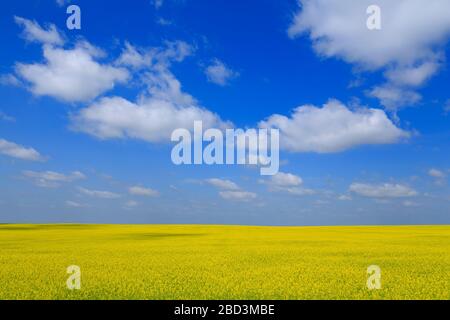 Field of Canola, Drumheller, Alberta, Canada Stock Photo