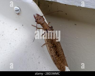Lion ant, from the Corydalus Batesii family, resting on a plastic base, Areal, Rio de Janeiro, Brazil Stock Photo