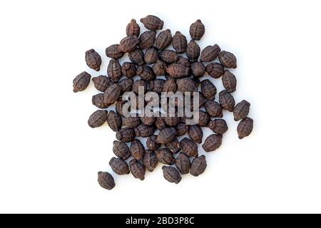 Black seeds of Mirabilis flower top view. Dry seeds of Mirabilis flower on a white background close-up. Stock Photo