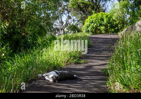 Cat standing on pathway in tall grass with sun coming through trees Stock Photo