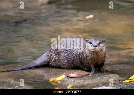 Asian small clawed otter ( Aonyx cinereus ) in river Stock Photo