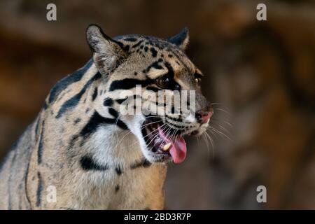 Clouded Leopard close up portrait in zoo Stock Photo