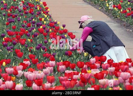 St. Louis, United States. 06th Apr, 2020. A visitor to the Jewel Box, stops to photograph the colorful tulips at Forest Park in St. Louis on April 6, 2020. Photo by Bill Greenblatt/UPI Credit: UPI/Alamy Live News Stock Photo