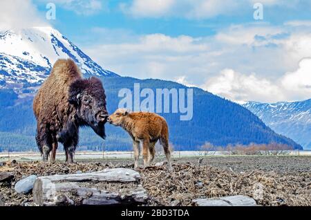 Wood Bison & Calf at the Alaska Wildlife Conservation Center sharing a moment- Portage, Alaska Stock Photo