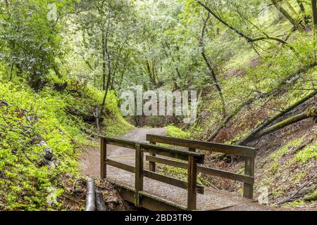 Creek-Crossing Footbridge in Lush Bay Laurel Forest Canyon