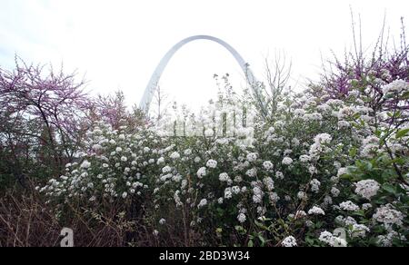 St. Louis, United States. 06th Apr, 2020. Spiraea alpine blossoming shrubs are in full bloom near the Gateway Arch as temperatures reach 78 degrees, in St. Louis on April 6, 2020. Photo by Bill Greenblatt/UPI Credit: UPI/Alamy Live News Stock Photo