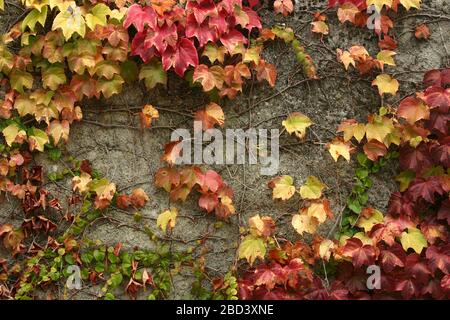 Red vines in the fall growing on wall of old French building Stock Photo