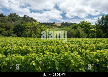 Blanquette grapes growing in a vineyard outside Limoux, France on a summer afternoon Stock Photo