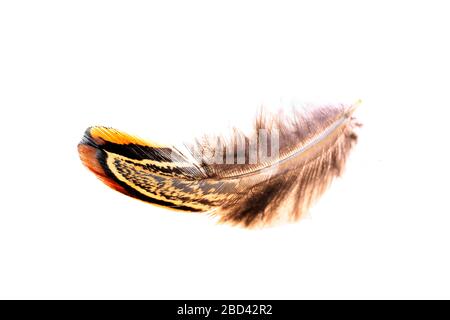 The feathers, white background, A close-up Stock Photo