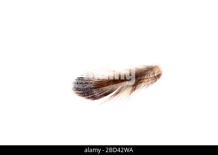 The feathers, white background, A close-up Stock Photo