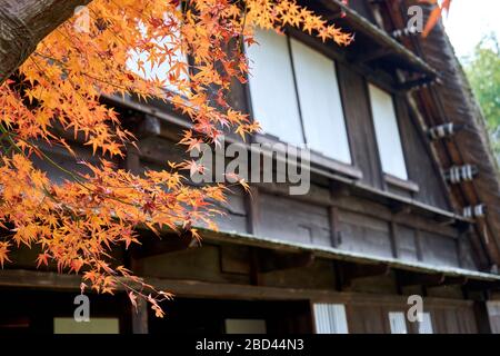 Old house in the wood during autumn time Stock Photo