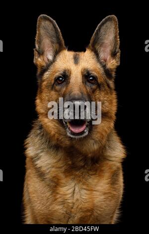 Closeup Portrait of Gazing German Shepherd Dog on Isolated Black Background Stock Photo