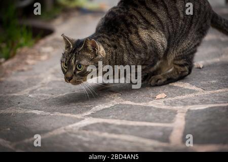 Close up portrait of a male domestic tabby cat leaping to catch a prey Stock Photo