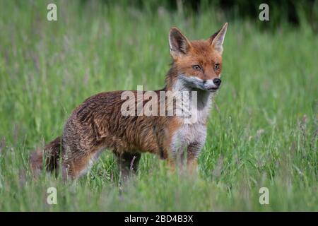 a beautiful portrait of a red fox, vulpes vulpes, standing proud on grass in a meadow with ears pricked. Stock Photo