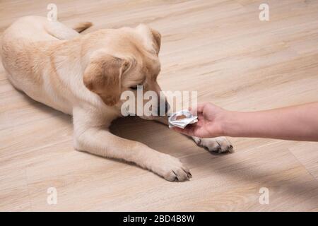 Owner giving medicament to puppy. veterinary medicine, pet, animals, health care concept. Stock Photo