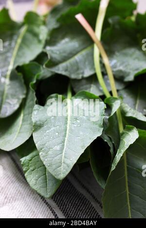 Wet large leaves and stalks of rumex. Stock Photo