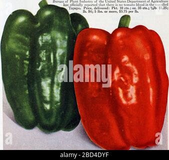 Historical Food Illustration - Green Bell Pepper and Red Bell Pepper - Image from page 35 of 'Eighty-five super-standard strains season of 1927' (1927)