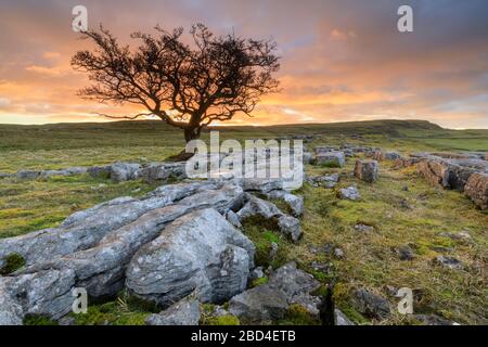 A lone hawthorn tree at the Winskill Stones in the Yorkshire Dales National Park captured at sunrise. Stock Photo