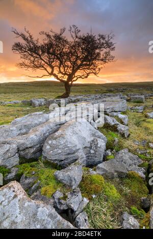 A lone hawthorn tree at the Winskill Stones in the Yorkshire Dales National Park captured at sunrise. Stock Photo