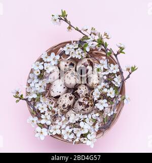 Quail easter eggs in a basket with flowers on a pink background. Square photograph. Top view Flatley. The object in the center of the photo. Stock Photo