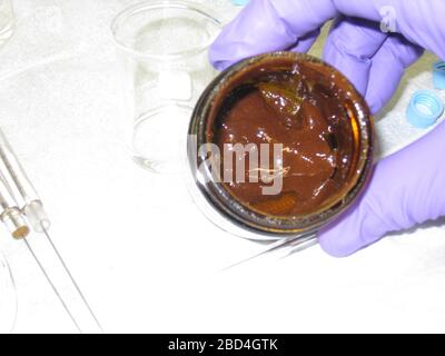 On April 20, 2010, the Deepwater Horizon Drilling Platform exploded and sank, causing the largest oil spill yet recorded. Samples from the oil spill were collected by Louisiana USGS scientists Greg Swayze and Charlie Demas and sent for analysis in Menlo Park, CA. Each sample was placed in a glass jar detailing the date, time, and location it was discovered. Stock Photo