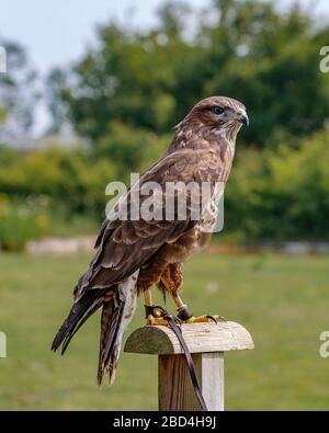 common buzzard on s perch Stock Photo