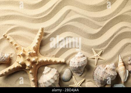 Seashells and starfishes on wavy sea sand background, space for text Stock Photo