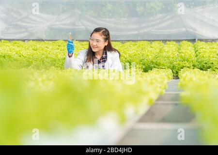 Agricultural Engineer checking acidity and alkalinity of the water in hydroponic Greenhouse farm and measure growth for organic vegetables before harv Stock Photo