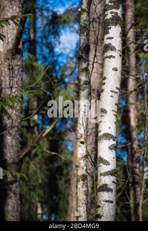 Trunk of a young birch in a forest in spring, vertical Stock Photo