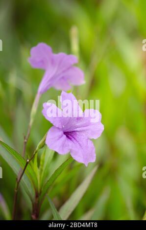 Ruellia squarrosa plant sink pots to the rim at the edge of ponds or water gardens. Stock Photo