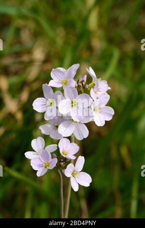 Cuckooflower Ladys Smock Cuckoo flower Cardamine pratensis small lilac delicate spring flowers Stock Photo